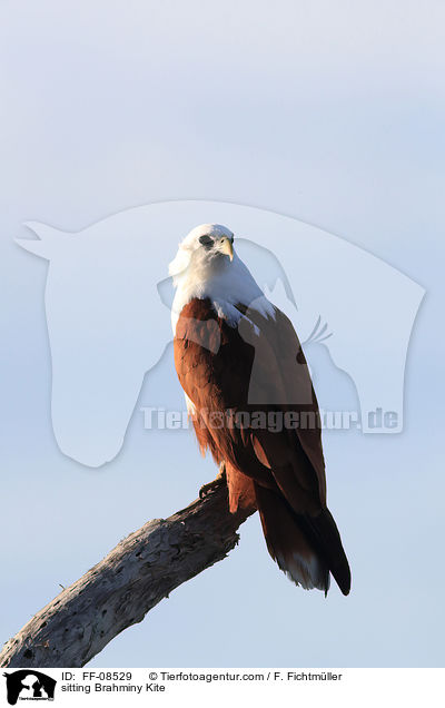 sitzender Brahminenweih / sitting Brahminy Kite / FF-08529