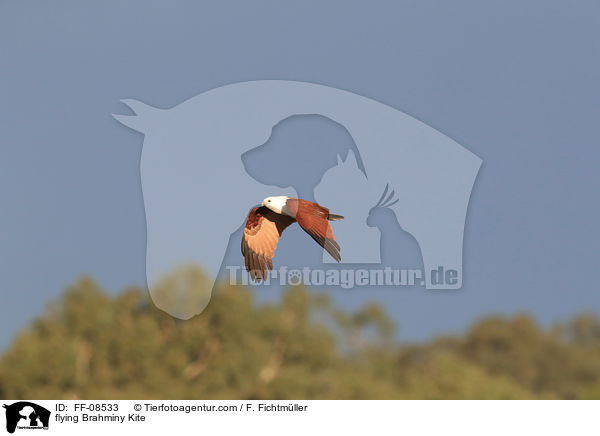 fliegender Brahminenweih / flying Brahminy Kite / FF-08533