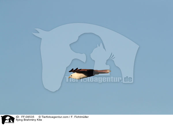 fliegender Brahminenweih / flying Brahminy Kite / FF-08535
