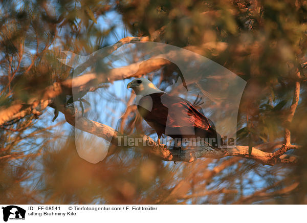 sitzender Brahminenweih / sitting Brahminy Kite / FF-08541