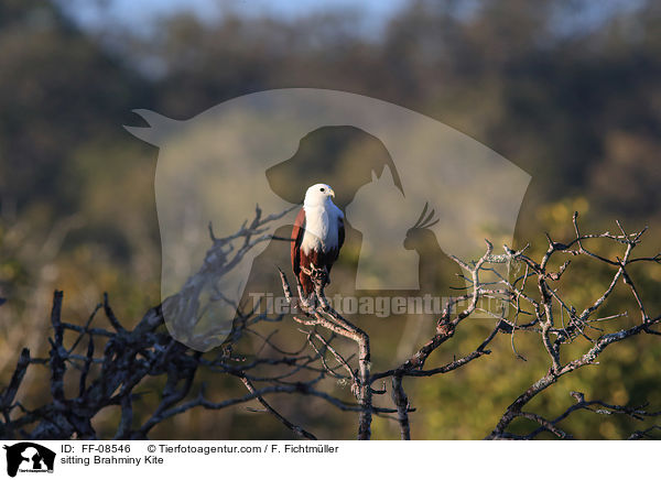 sitzender Brahminenweih / sitting Brahminy Kite / FF-08546