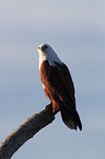 sitting Brahminy Kite