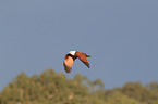 flying Brahminy Kite