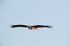 flying Brahminy Kite