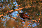 sitting Brahminy Kite