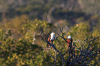 sitting Brahminy Kite