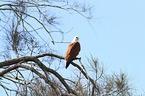 sitting Brahminy Kite