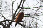 sitting Brahminy Kite