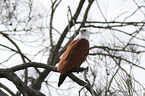 sitting Brahminy Kite