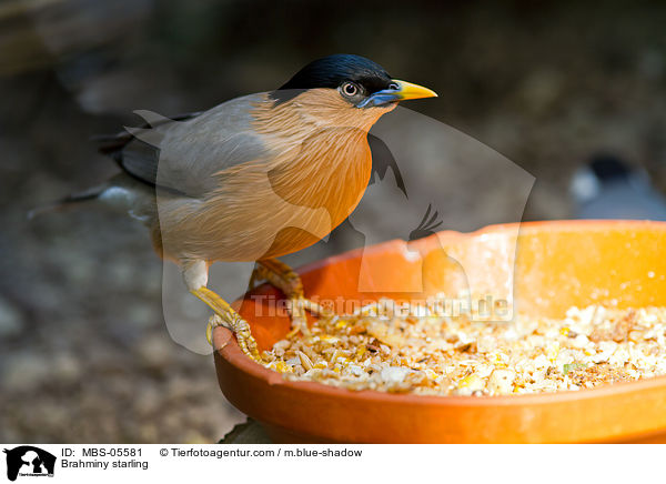 Brahminy starling / MBS-05581