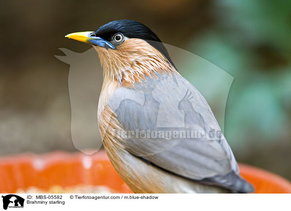 Brahminy starling / MBS-05582