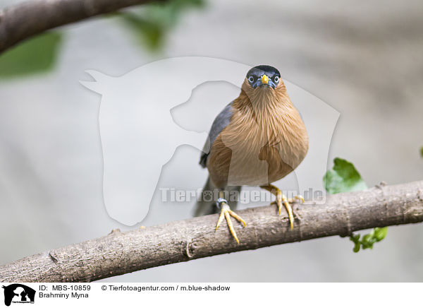 Pagodenstar / Brahminy Myna / MBS-10859