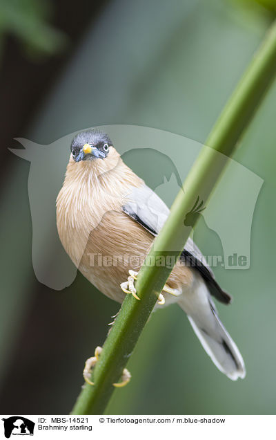 Brahminy starling / MBS-14521