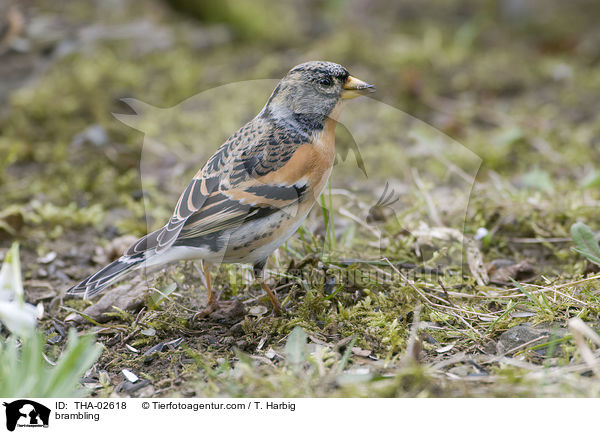 brambling / THA-02618