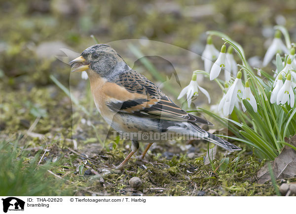 brambling / THA-02620