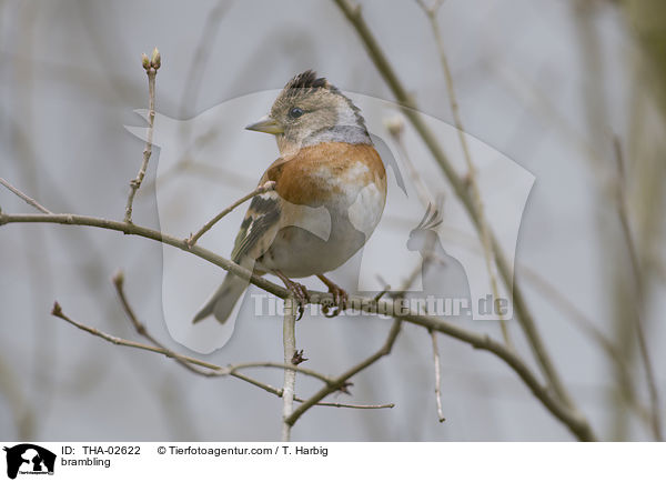 Bergfink / brambling / THA-02622