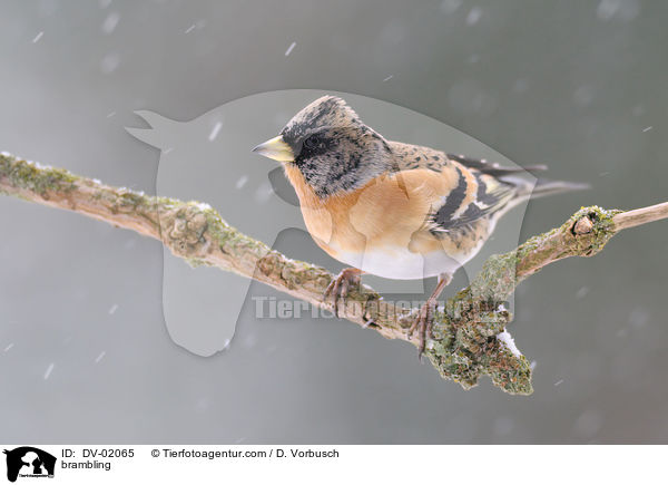 brambling / DV-02065