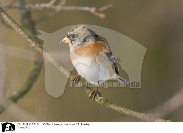 brambling / THA-03215