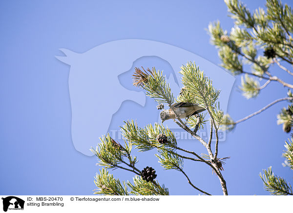 sitzender Bergfink / sitting Brambling / MBS-20470