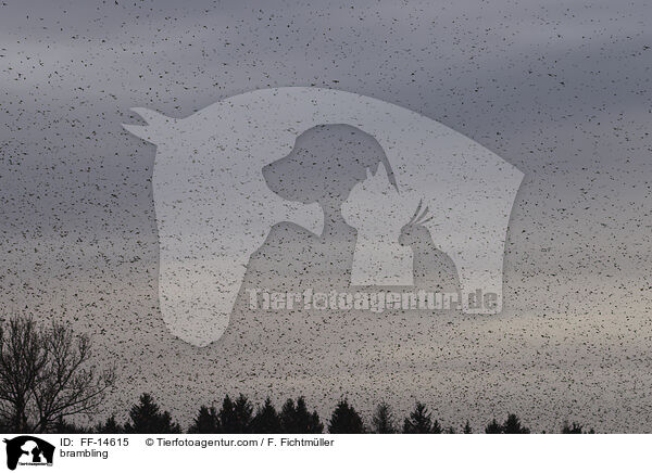 Bergfinken / brambling / FF-14615