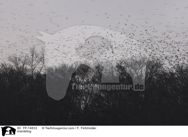 Bergfinken / brambling / FF-14633