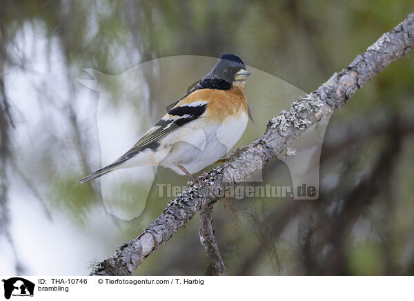 Bergfink / brambling / THA-10746