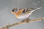 brambling