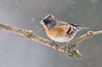brambling
