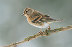 brambling