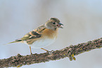 brambling