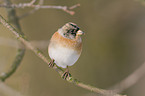 brambling