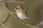 brambling