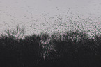 brambling