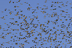 brambling