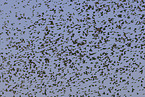 brambling