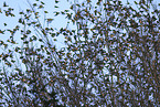 brambling