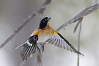 brambling