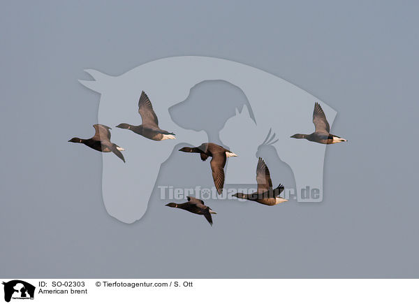 Ringelgnse / American brent / SO-02303