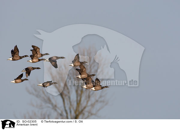 Ringelgnse / American brent / SO-02305