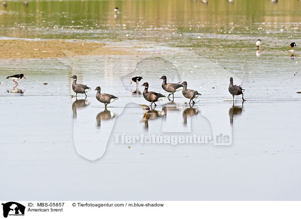 Ringelgnse / American brent / MBS-05857
