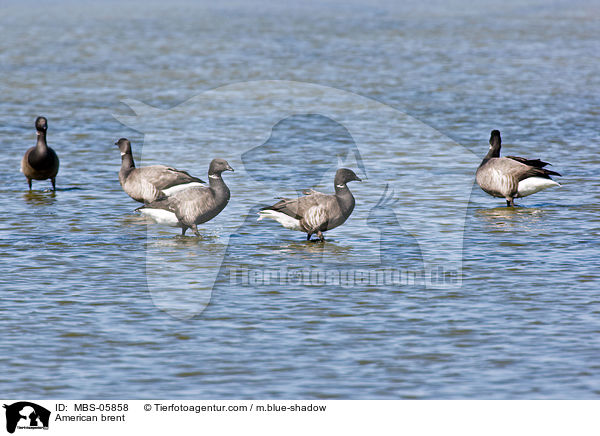 Ringelgnse / American brent / MBS-05858