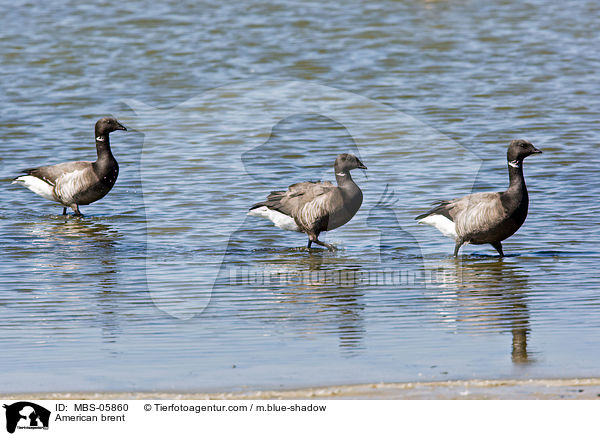Ringelgnse / American brent / MBS-05860
