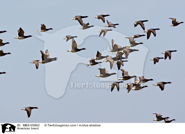 Ringelgnse / American brent / MBS-05862