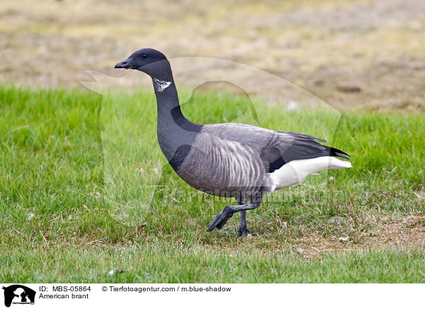 Ringelgans / American brant / MBS-05864