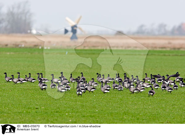 Ringelgnse / American brent / MBS-05870