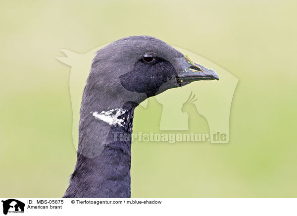 Ringelgans / American brant / MBS-05875