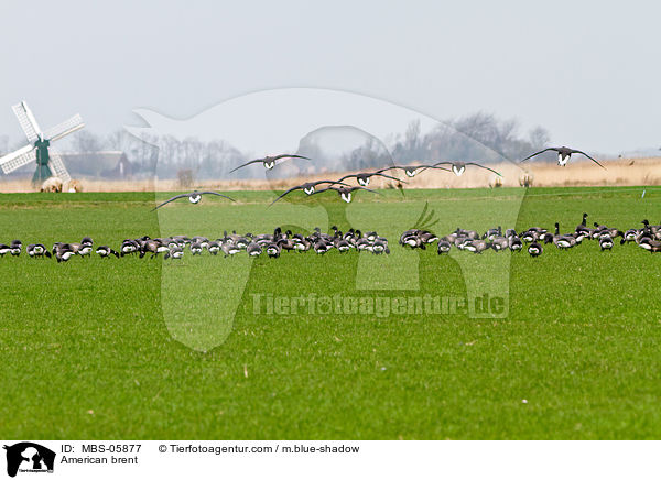 Ringelgnse / American brent / MBS-05877