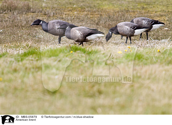 Ringelgnse / American brent / MBS-05879