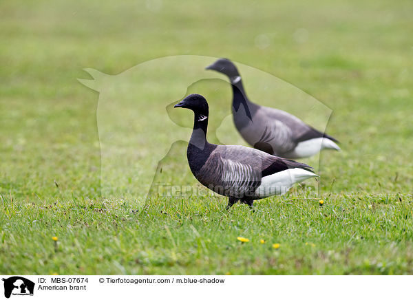 Ringelgnse / American brant / MBS-07674