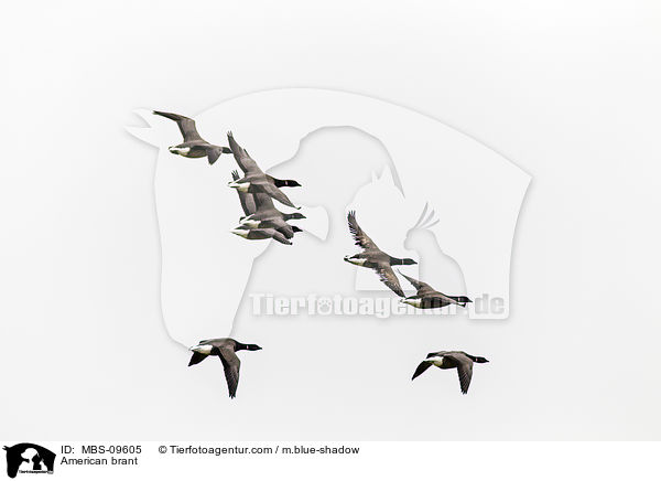 Ringelgnse / American brant / MBS-09605